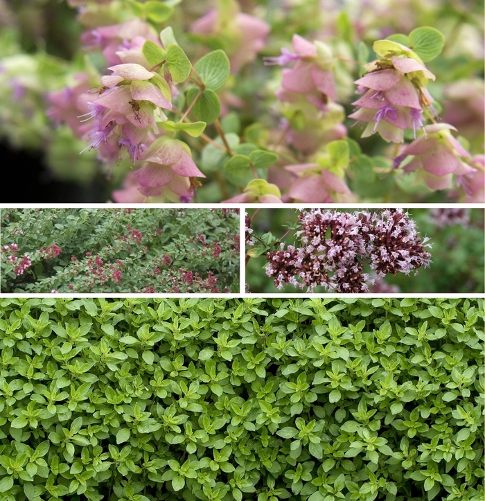 Oregano Quart