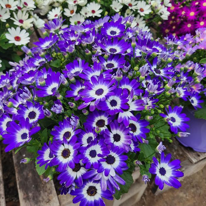 Pericallis Senetti Red Halo 8"