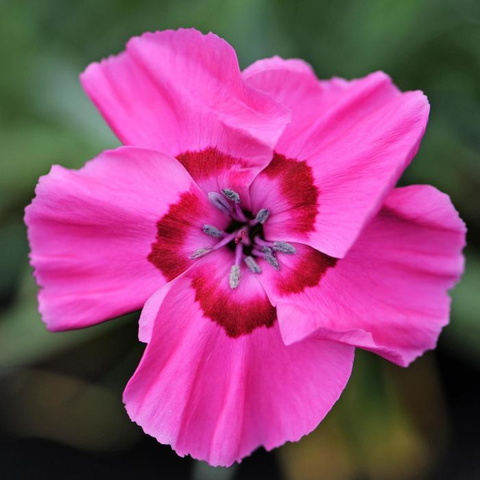 Dianthus American Pie Cherry Pie 1 Gal