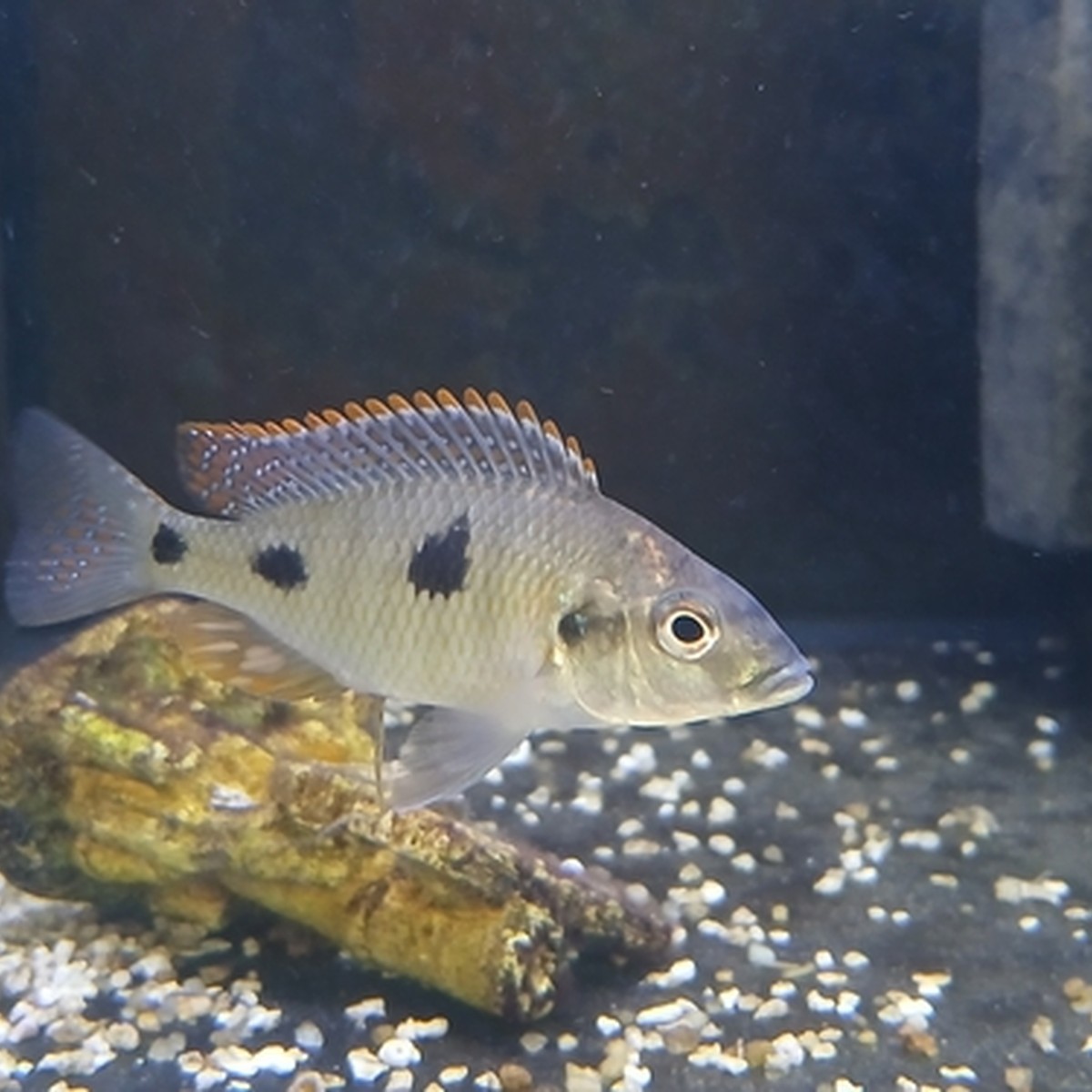 Otopharynx tetrastigma