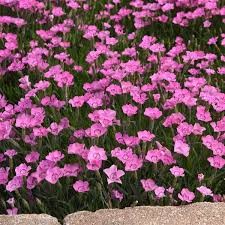 Mountain Frost Pink PomPom Dianthus, 1 gallon