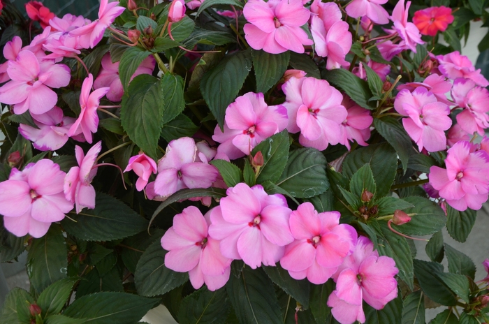 Impatiens Sunstanding Blue Rose Quart