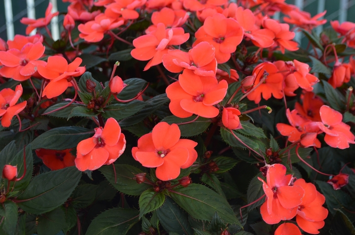 Impatiens Sunstanding Hot Pink Quart