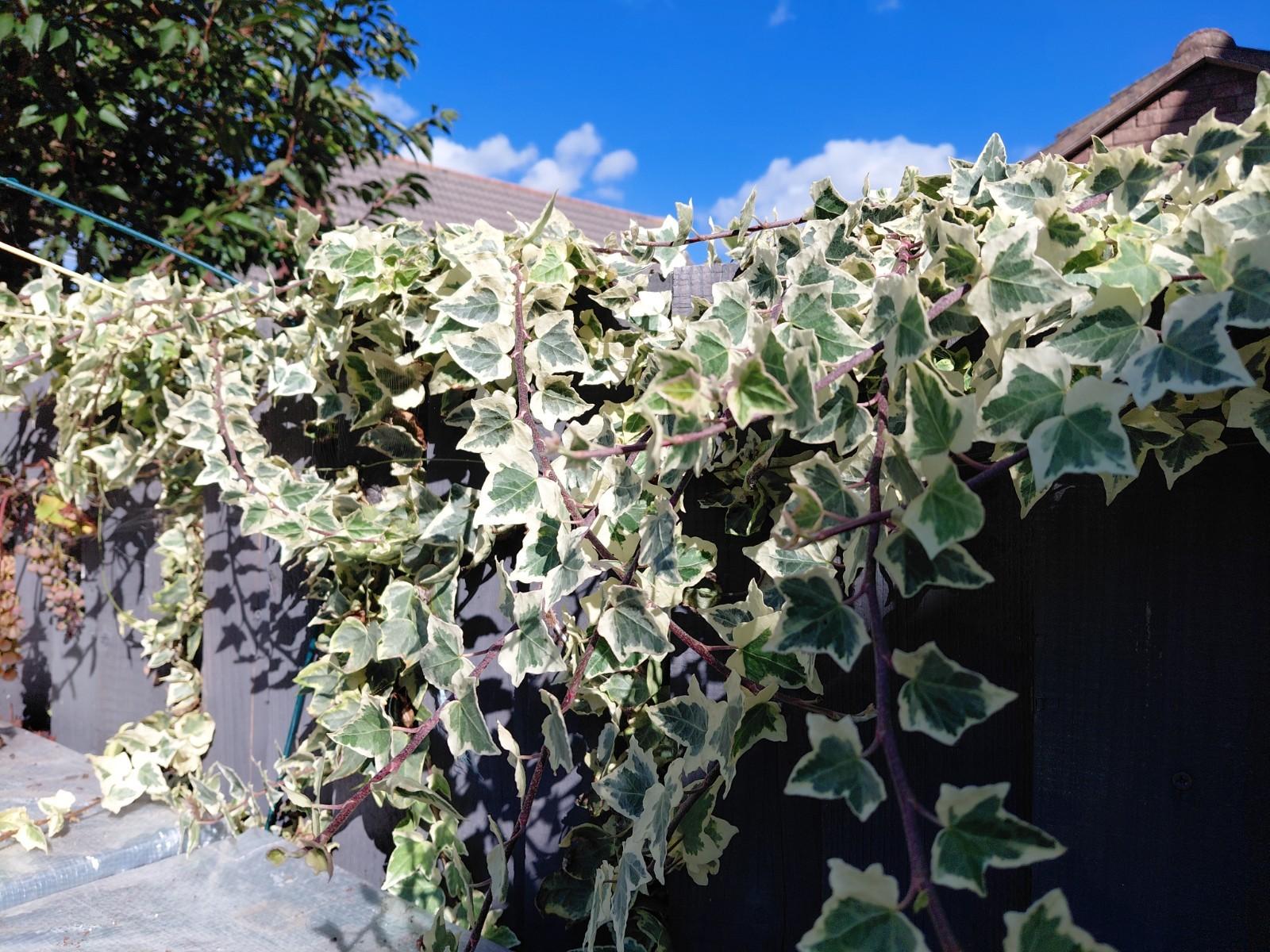 Variegated English Ivy - 2x Mini Plugs - Hardy Easy Houseplant Or Outdoor