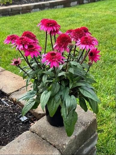 Double Scoop Watermelon Deluxe Coneflower (Echinacea), 1 gallon