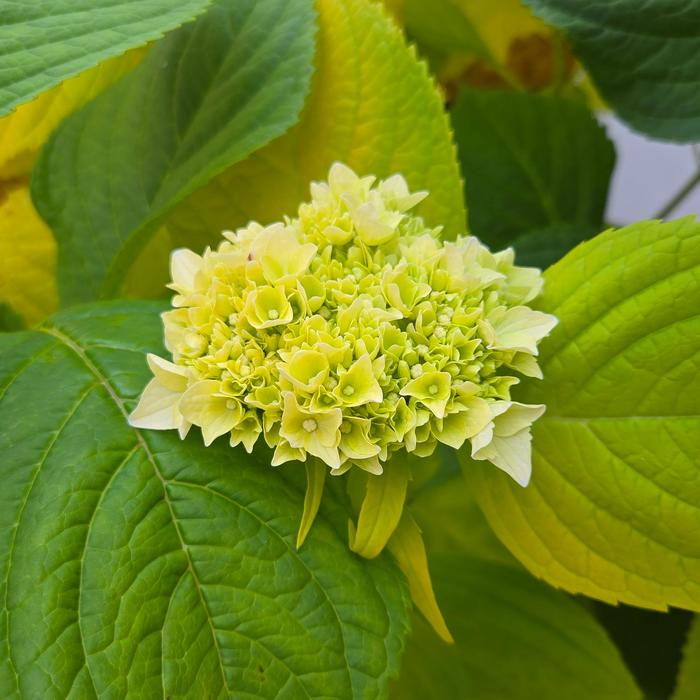Hydrangea Grin and Tonic 3 Gal