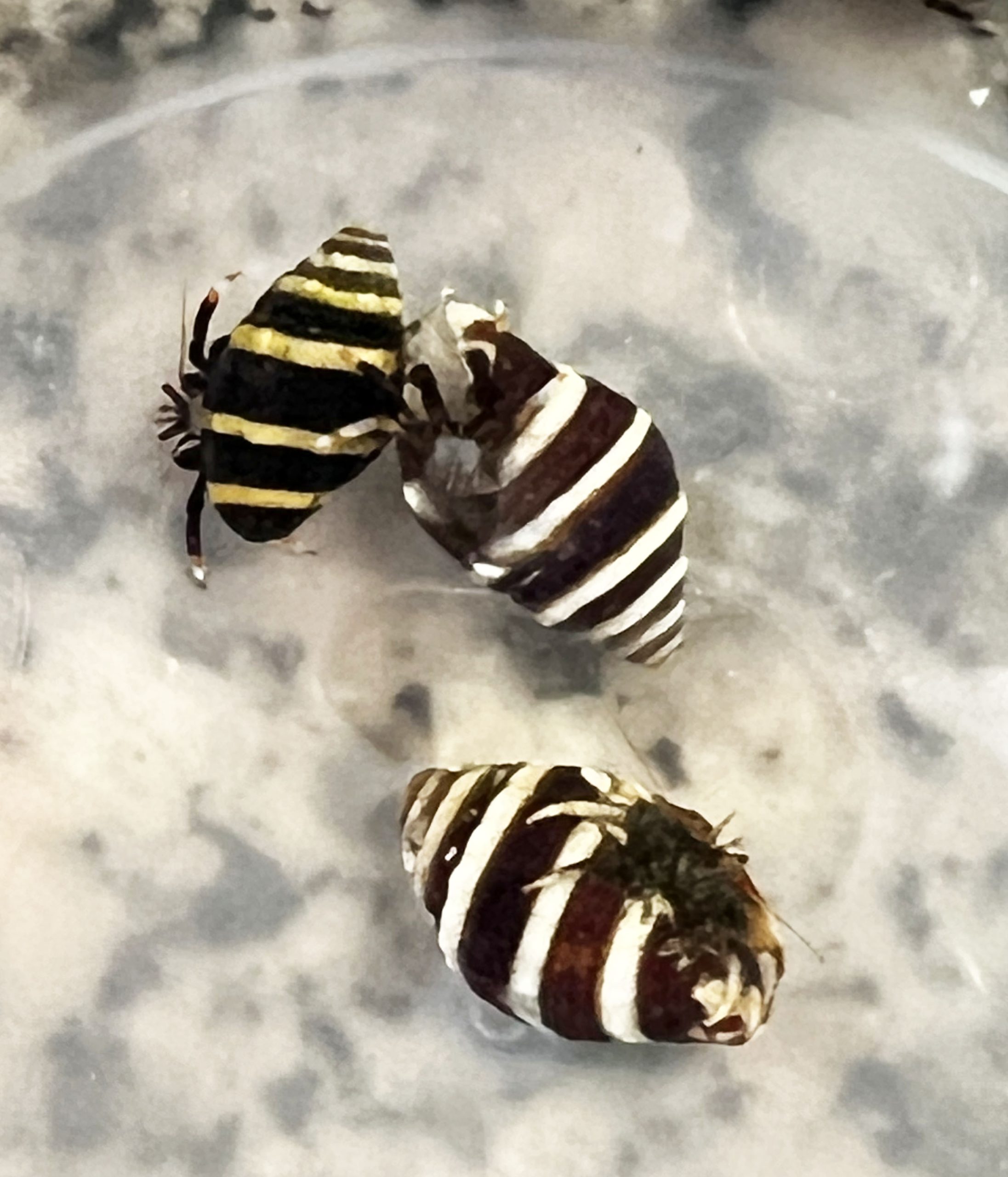 Bumble Bee Hermit Crab