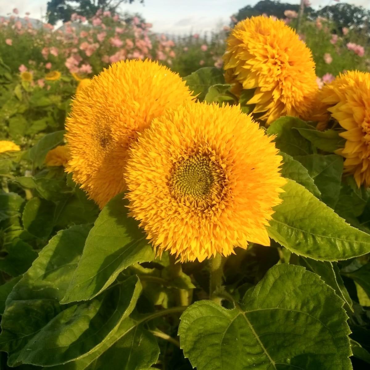 Teddy Bear Sunflower x2 Plug Plants Unusual Sunflower