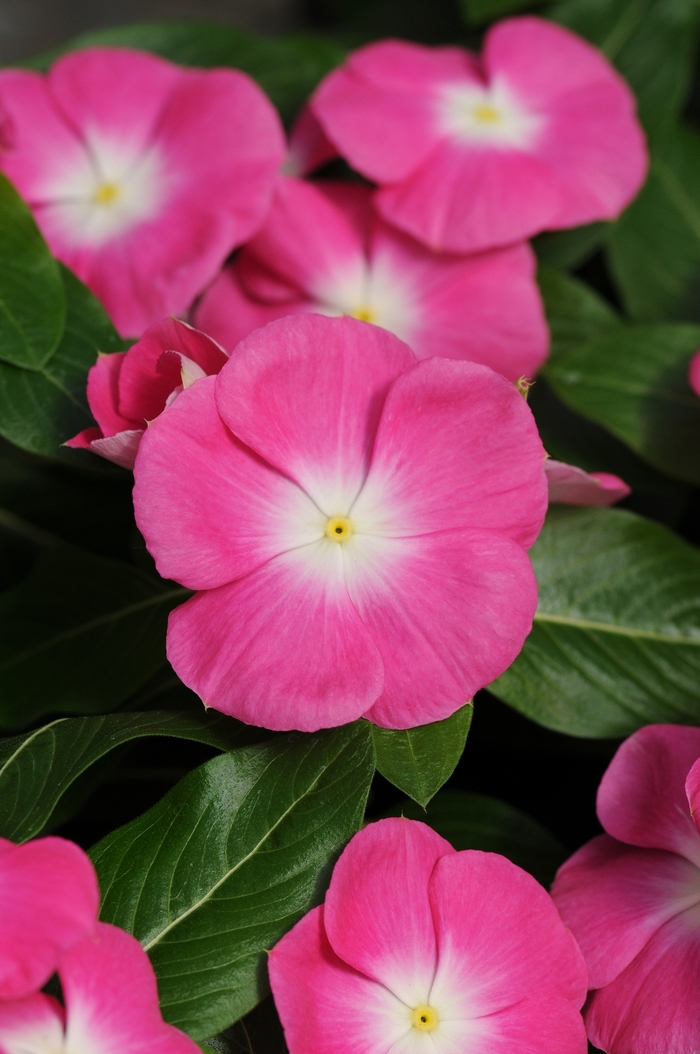 Vinca Tattoo Summer Breeze Mix Quart