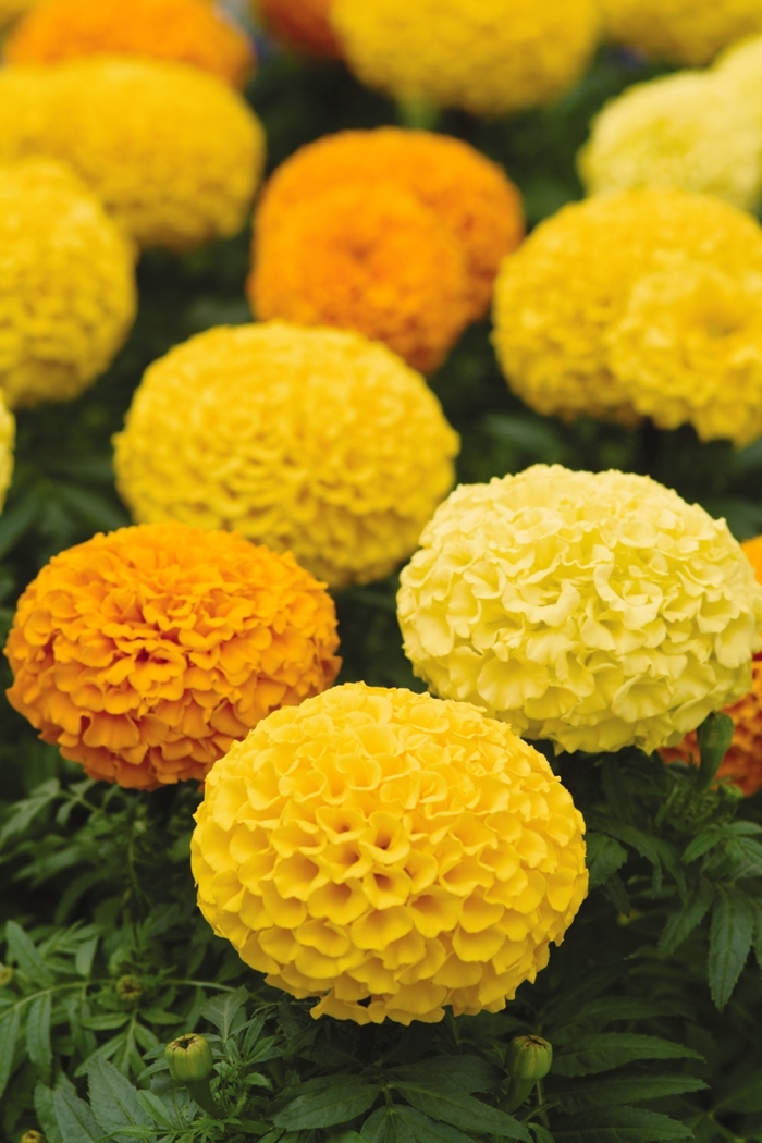 Marigold Marvel II Orange 2 Gal DOD