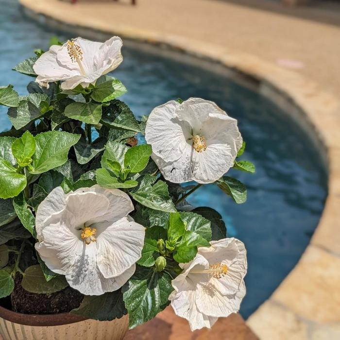 Hibiscus Hollywood First lady 3 Gal