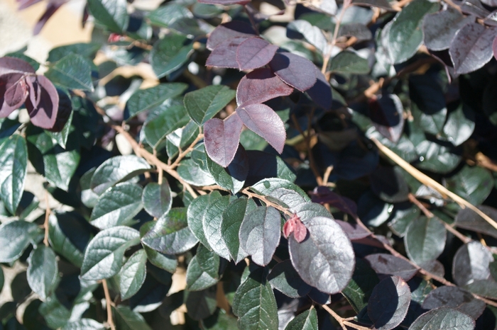 Loropetalum Dwarf Emerald Snow 7 Gal