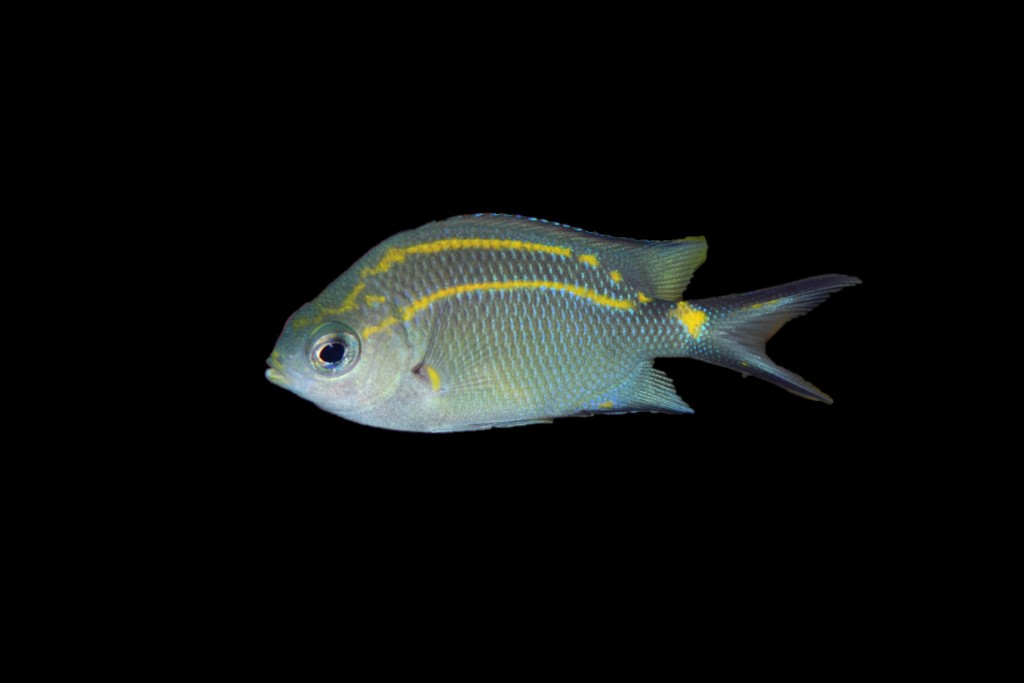 Orange Line Chromis