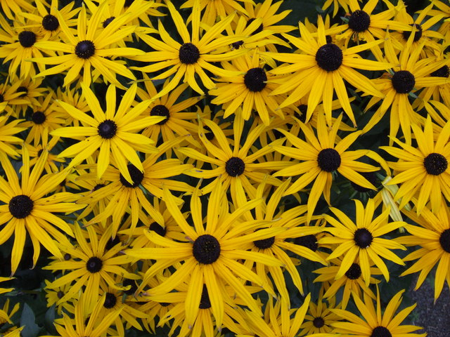 Rudbeckia fulgida 'Goldsturm'