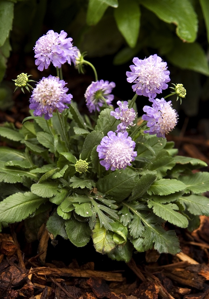 Scabiosa 1 Gal