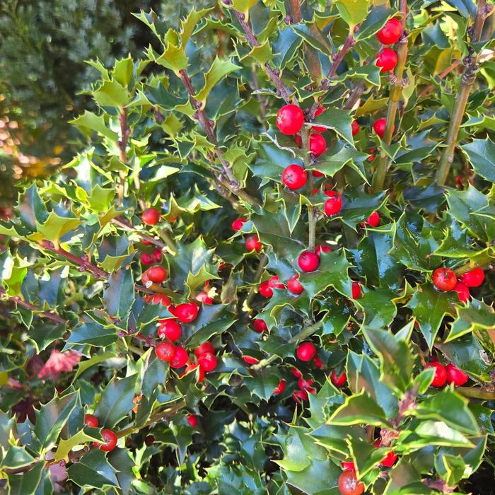 Holly Robin 15 Gal