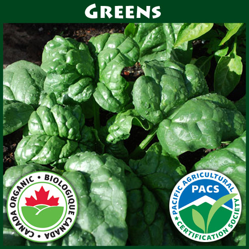 Spinach Bloomsdale Savoy