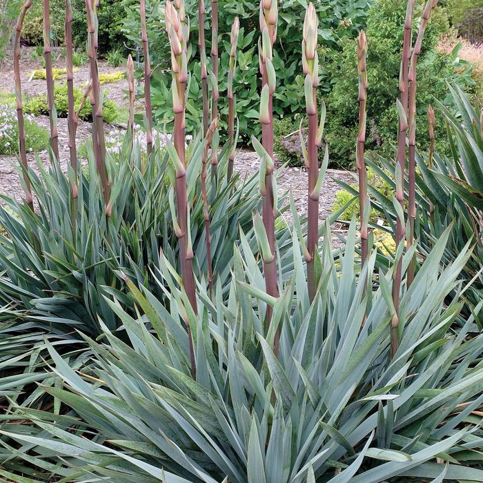 Yucca Yellow 15 Gal