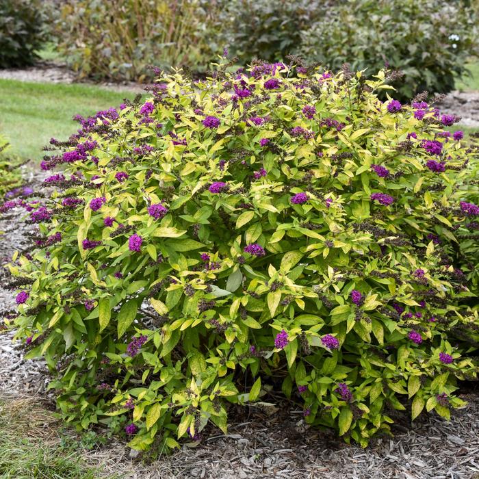 Butterfly Bush Grand Cascade 2 Gal