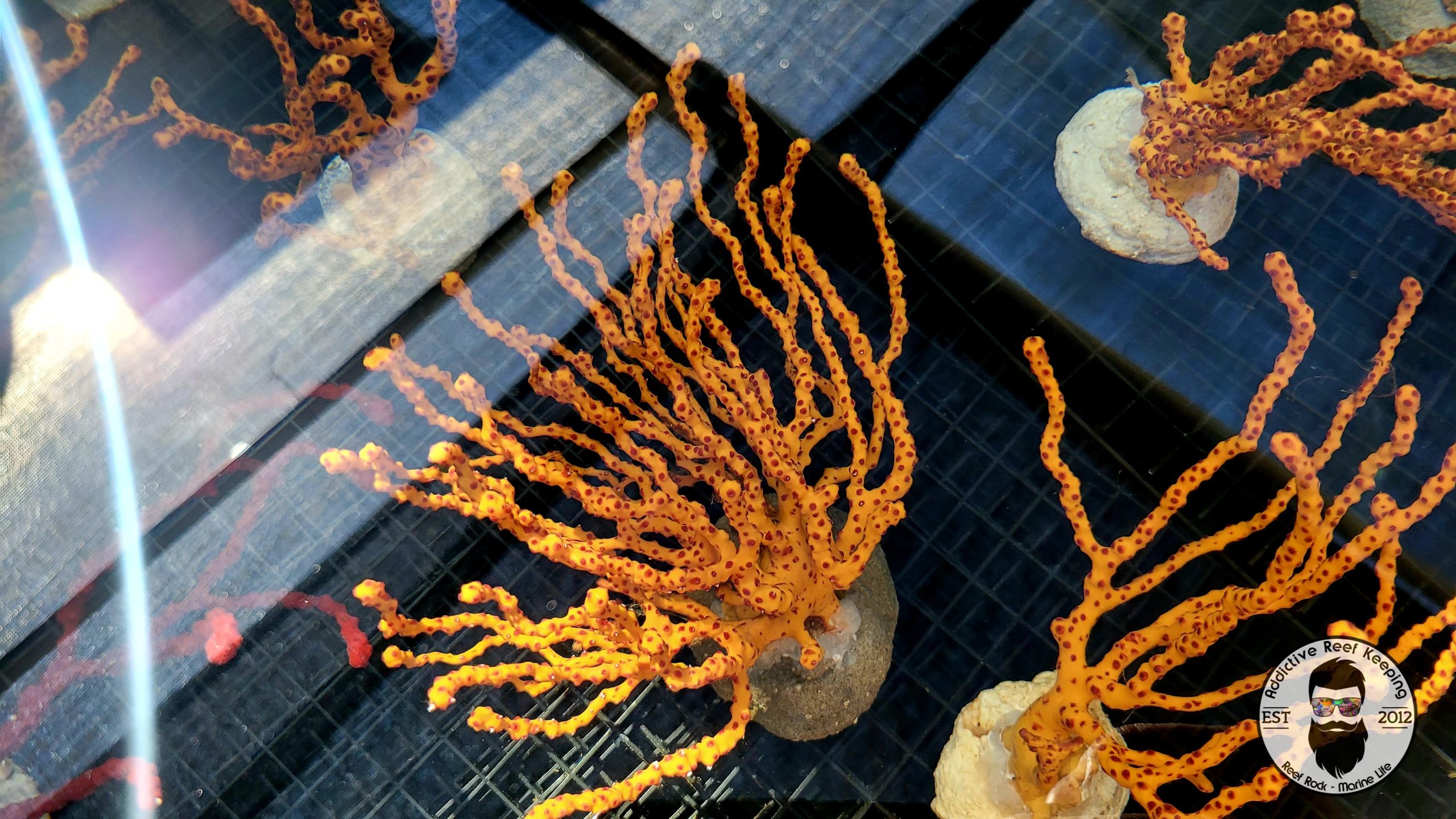 Large Yellow Finger Gorgonian NPS 6″ to 10″ Colorful Sea Rod