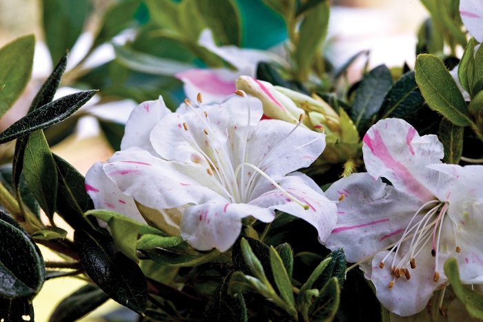 Azalea Encore Autumn Sunburst 3 Gal