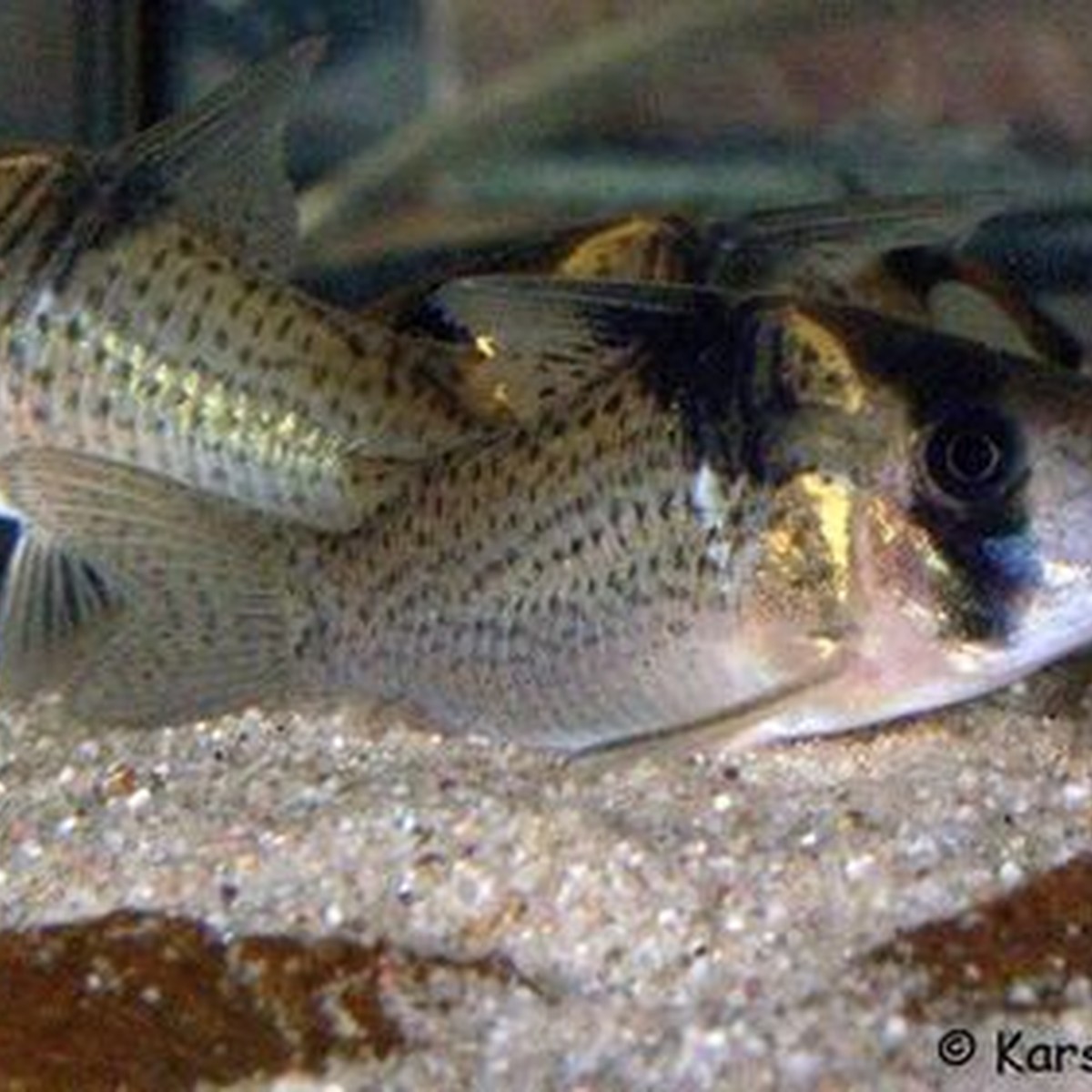 Melanistius Corydoras