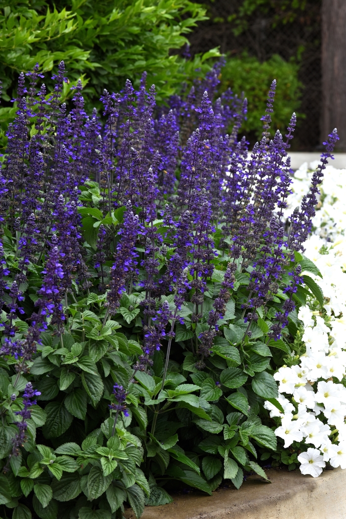 Salvia Blue Chill 1 Gal