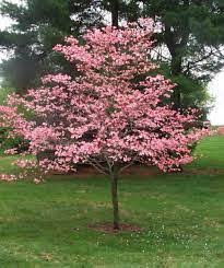 Pink Flowering Dogwood (Cornus), 3 gallon