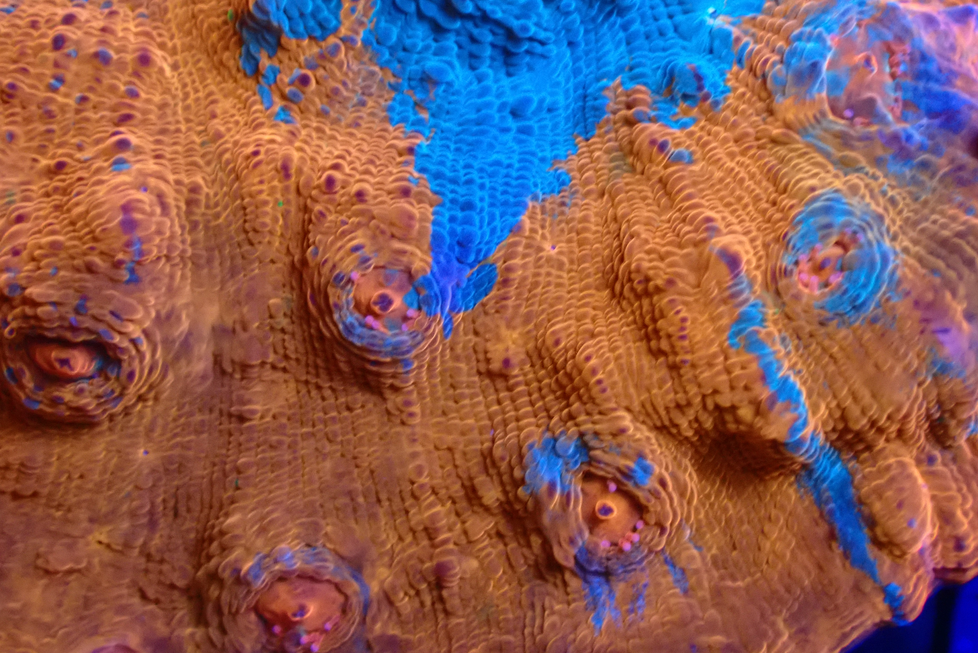 MIXED COLOR CHALICE CORAL