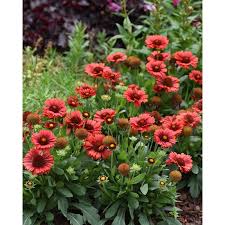 Spintop Red Blanket Flower (Gaillardia), 1 gallon