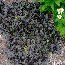 Black Scallop Ajuga, 1 gallon