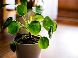 Pilea 'Chinese Money Plant'