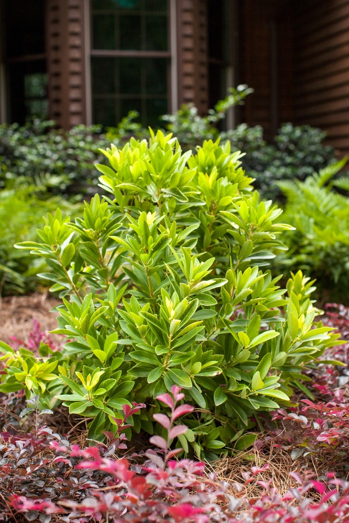 Illicium Florida Sunshine 3 Gal