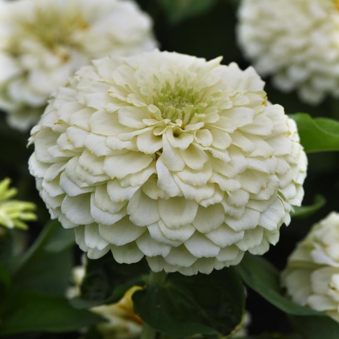 Zinnia Zesty Yellow 1 Gal