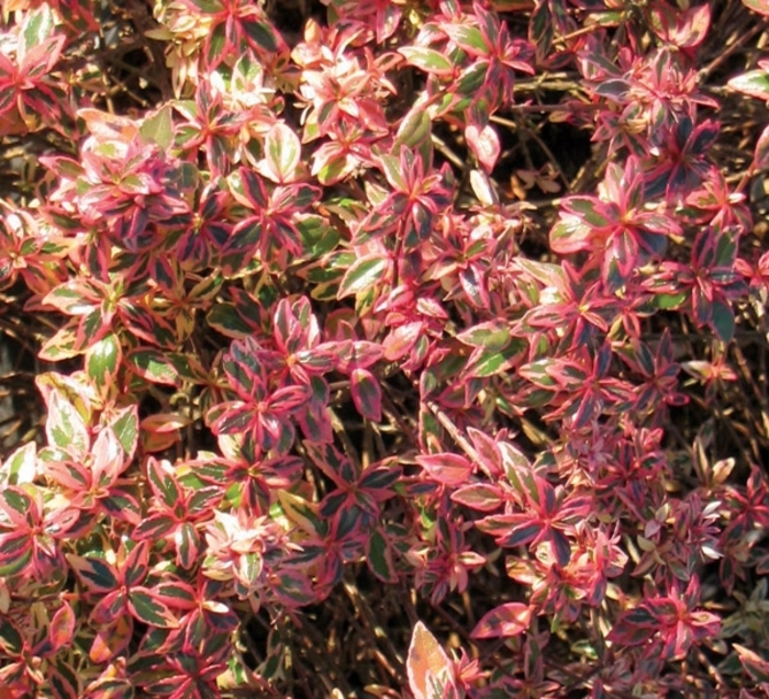 Abelia Edward Goucher 3 Gal