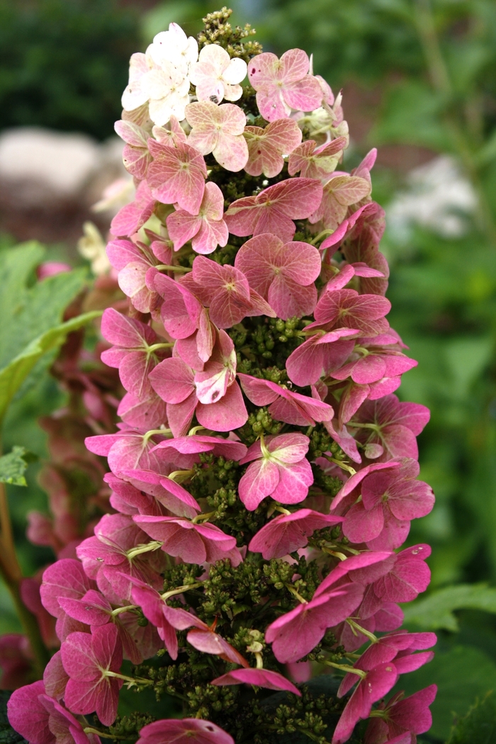 Hydrangea Ellen Huff Oakleaf 3 Gal
