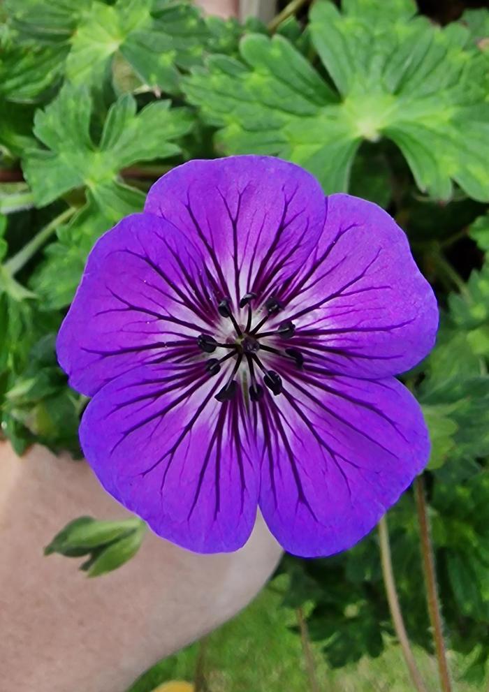 Geranium Quart