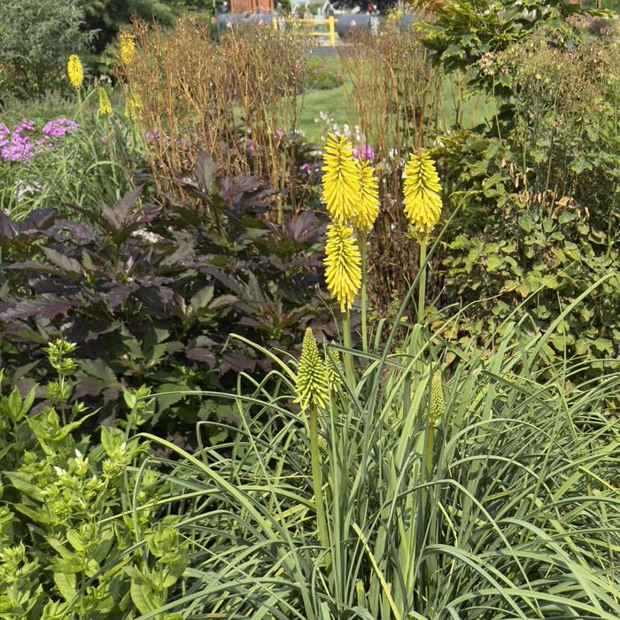 Red Hot Poker High Roller 1 gal