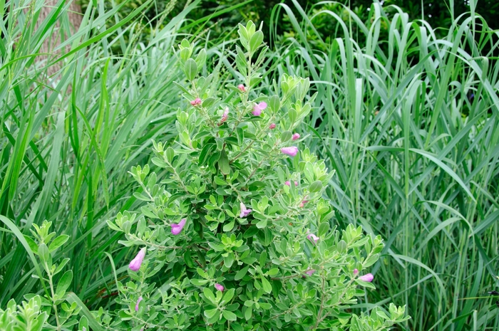 Texas Sage San Antonio Rose 5 Gal