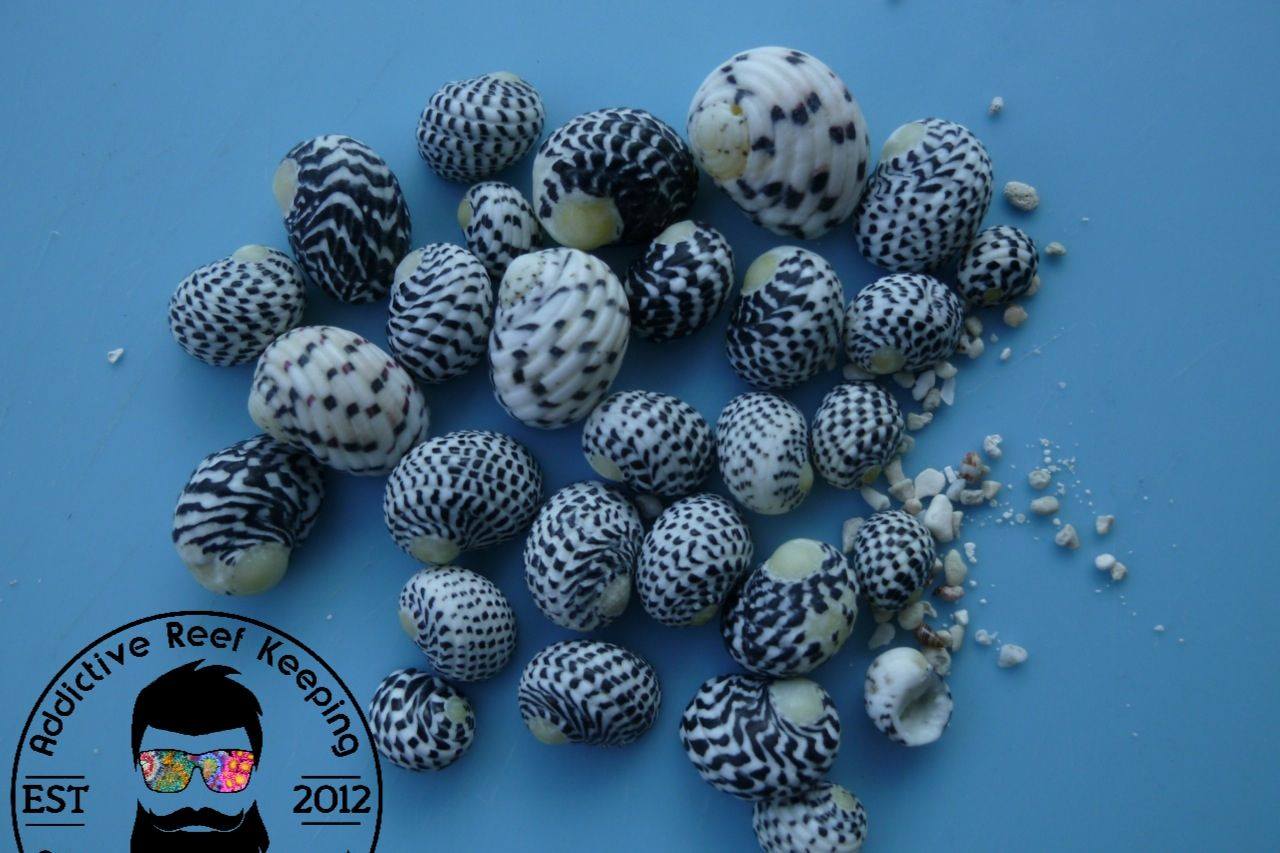100x Caribbean Nerite Snail Slime/Algae/Cyano Live Clean Up Crew Saltwater