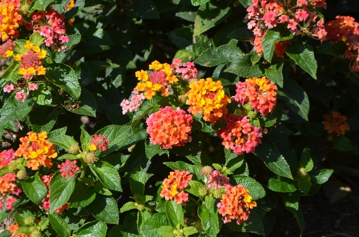 Lantana Chapel Hill 1 Gal