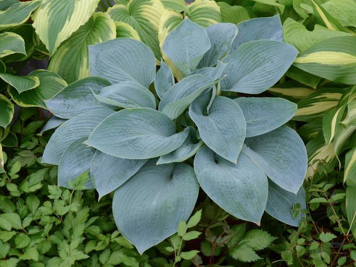 Hosta Wrinkle In Time 1 Gal