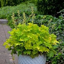 Twist of Lime Coral Bells (Heuchera), 1 gallon