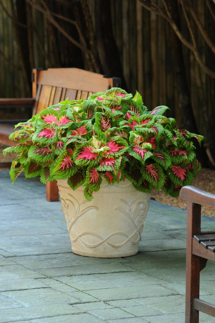 Coleus Kong Scarlet Quart