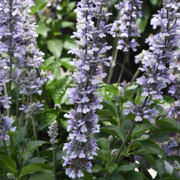 Salvia Mystic Spires 1 Gal