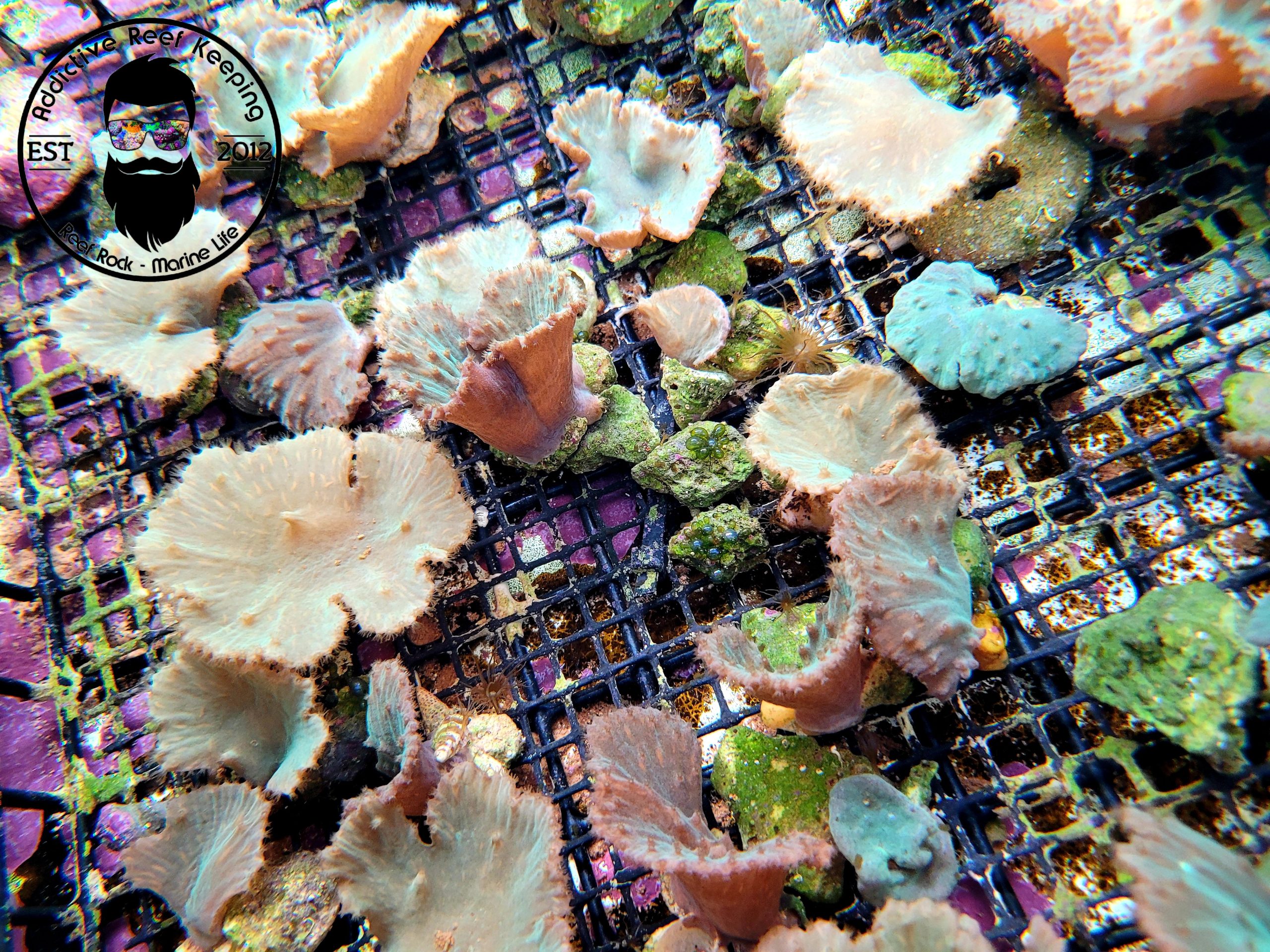 2″ Green Cabbage Leather Coral- ALMOST WYSIWYG