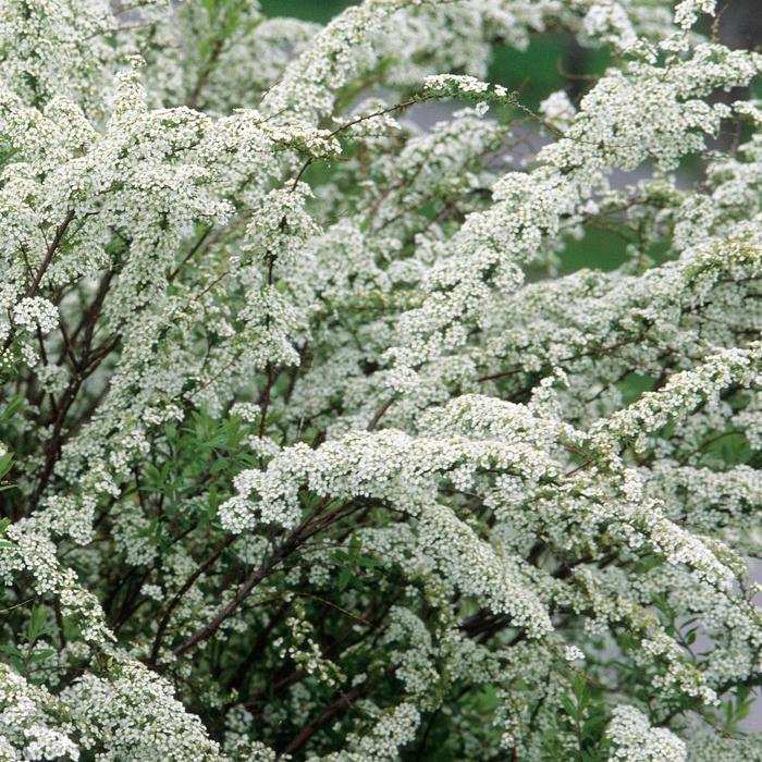 Spirea Anthony Water 3 Gal