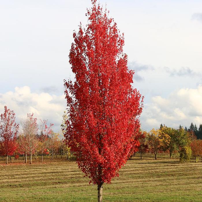 Red Maple Sunset 30 Gal