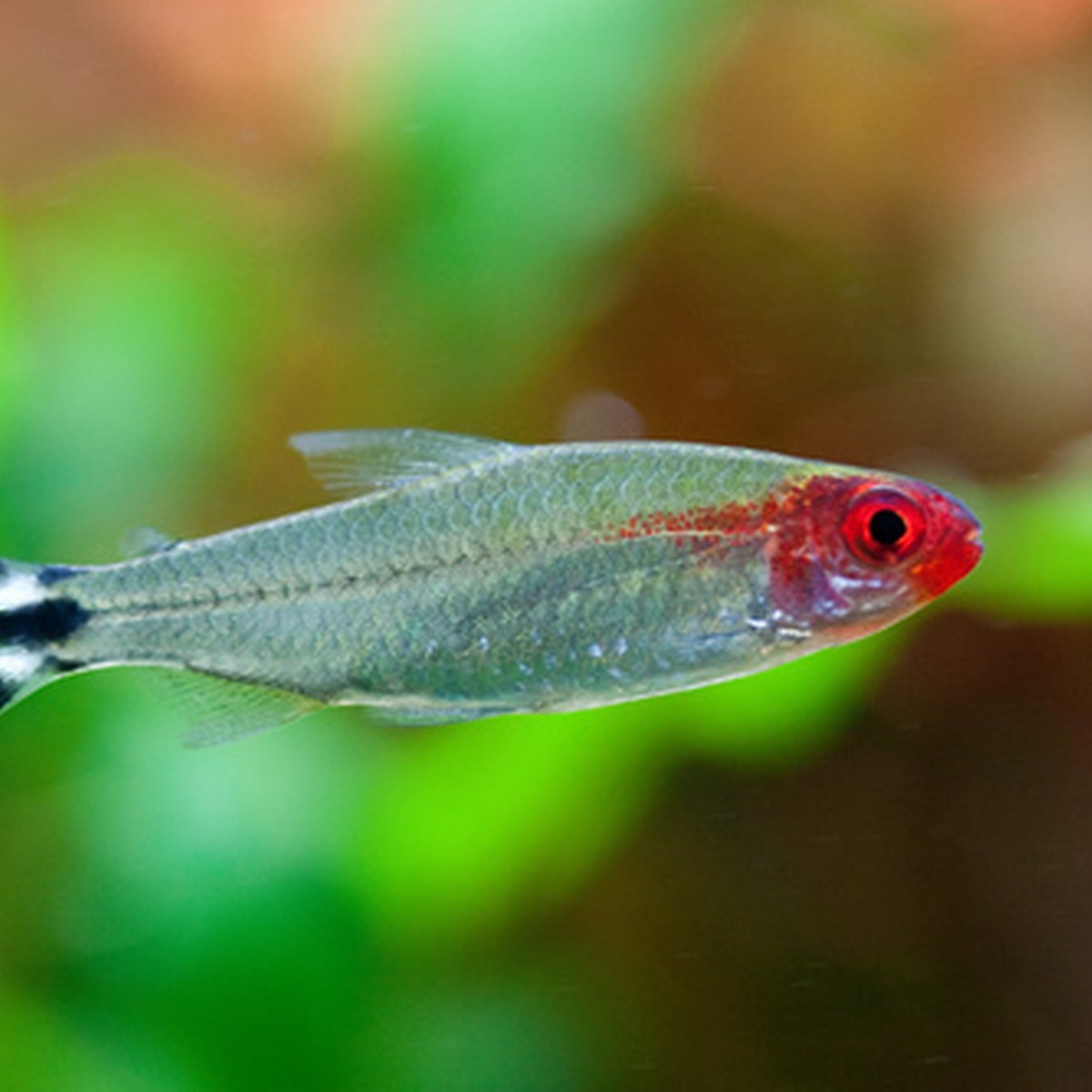 Rummynose Tetra