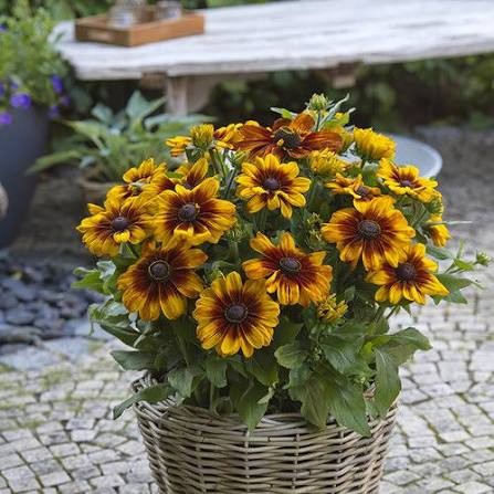 Luna Sunbeckia Black-Eyed Susan (Rudbeckia), 1 gallon